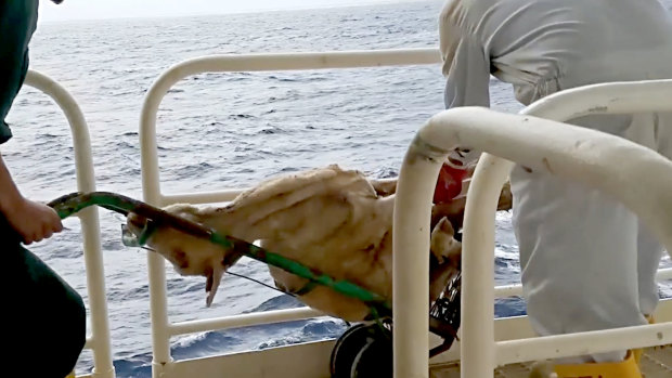 A frame grab from a video showing dead sheep thrown overboard during live export. 