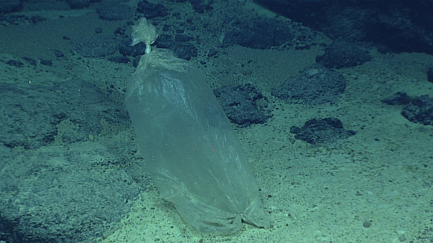 A plastic bag found during a deepwater exploration of the Mariana Trench in the Pacific Ocean. 