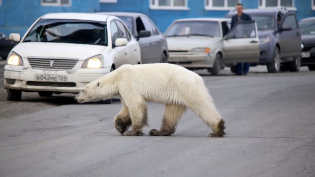 The polar bear was filmed by teenagers who said they stood some 40 or 50 metres away, and it showed no sign of aggression.