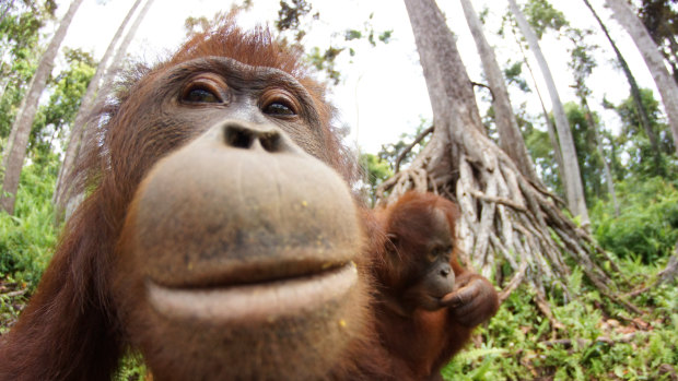 By the time the Orangutans graduate, they will be independent and hopefully able to survive on their own.

