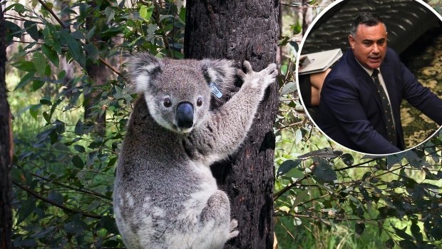 Nationals leader John Barilaro said his party will be working to bring back a SEPP (State Environmental Planning Policy) to deal with koala habitat. "To bring back a strategy that deals with doubling its population and protecting its habitat."