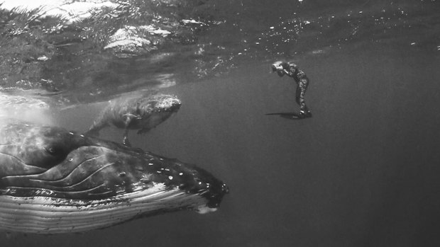 Photographer Jem Cresswell's photos of humpbacks in Tonga are being used to publicise the new Whales Tohora exhibition. He swam with the whales over four years, using only a snorkel. 