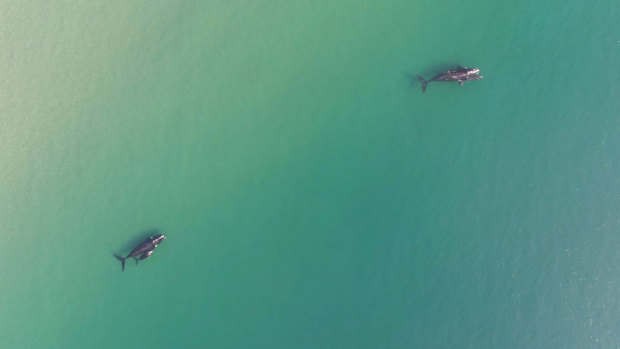 Southern Right whales off Jervis Bay.
