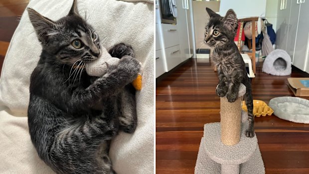 Titan has grown from a timid kitten kid into a boisterous cat.