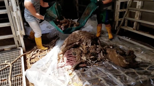 Frame grab from a video showing removal of dead sheep during live export.