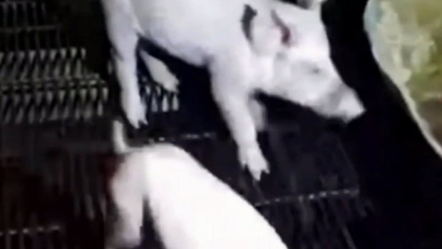 Two vegan activists who trespassed at a West Australia piggery and live streamed it on social media have been fined a total of $10,000.