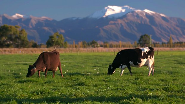 A2 Milk has launched a $246 million bid to buy a majority share of a Kiwi dairy manufacturer.