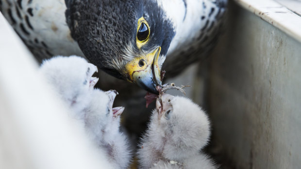The peregrine falcons of Collins Street are not alone.