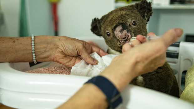 A long-awaited drink for this little koala being cared for at Port Macquarie Koala Hospital.