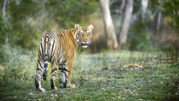 David Attenborough: India's Wild Eden