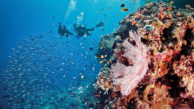The Great Barrier Reef Foundation says its remit does not include tackling climate change.