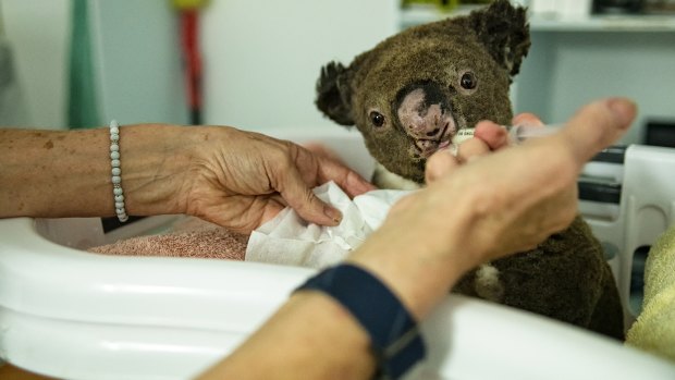 A number of koalas treated for burns at the Port Macquarie Koala Hospital were already dehydrated and in poor condition.