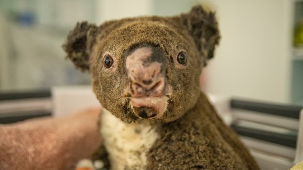 This koala is undergoing treatment for its burns and scars. 