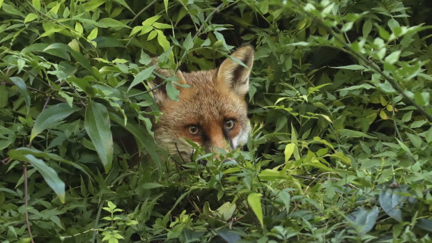 Foxes can often be found in central London searching for food scraps and small animals. 
