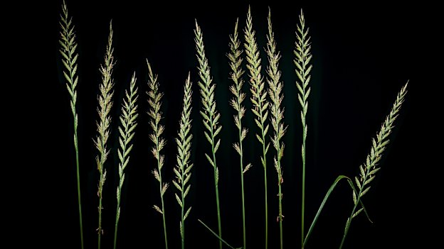 If you suffer from hay fever, you are almost certainly allergic to the pollen from ryegrass.