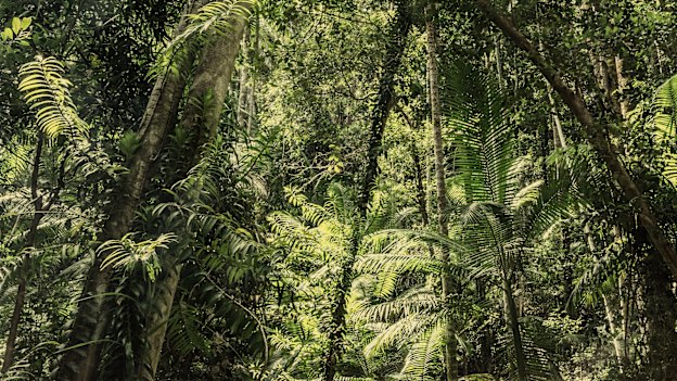 The forest of K’gari, formerly Fraser Island. 