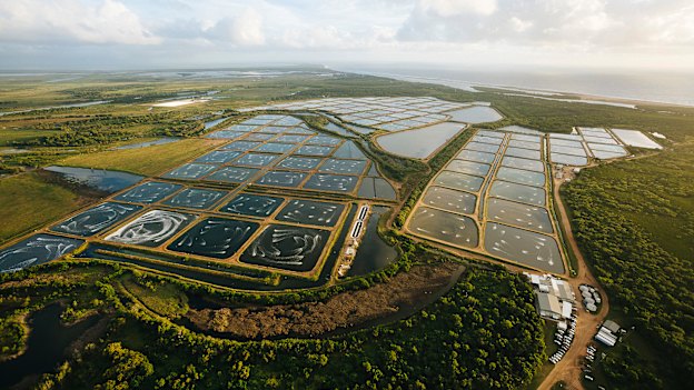 Data from the ponds at Pacific Reef Fisheries, south of Townsville, arrives in a farmer’s eyewear.