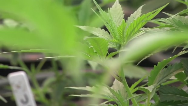 Medical pot shrinks with legalization