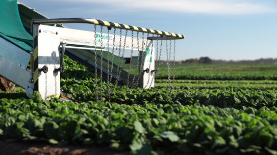 More than 200 people across Australia, have so far reported symptoms and suffered ‘toxic reactions’ from spinach harvested at Riviera Farms