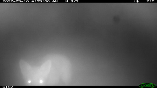 CCTV vision of the first fox in seven years on Phillip Island. 