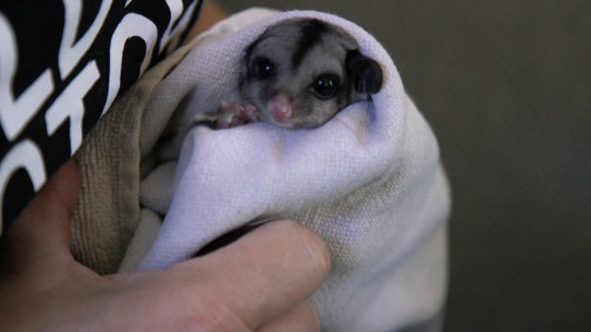 A sugar glider being cared for by Wildlife Victoria chief executive Lisa Palma.