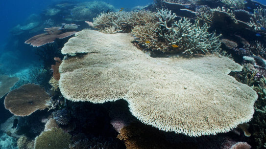 Bleached coral on John Brewer Reef, offshore from Townsville, photographed in February 2022. 
