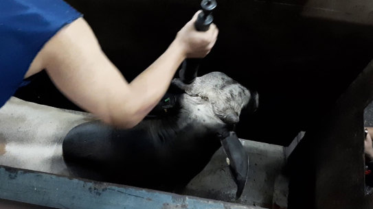 A steer is stunned at a facility near Jakarta.