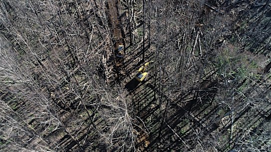 Salvage logging has begun south of Victoria's Alpine National Park in the Boulun-Deera State Forest, north of Dargo.