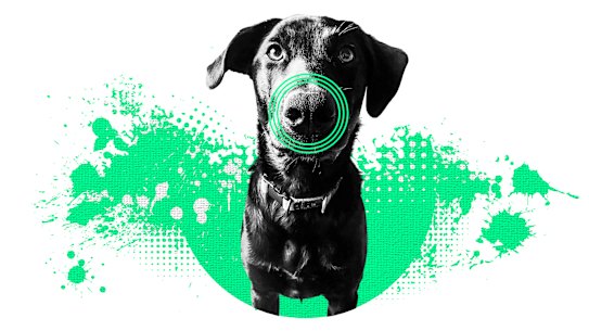 Dogs have amazing noses.