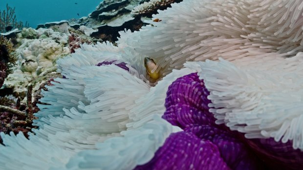 Unprecedented spread of coral bleaching along Great Barrier Reef