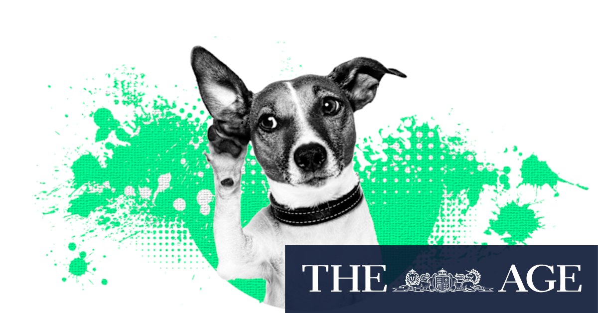 How do I fix my dog's separation anxiety? Here's how to treat and prevent it - Vimarsana News