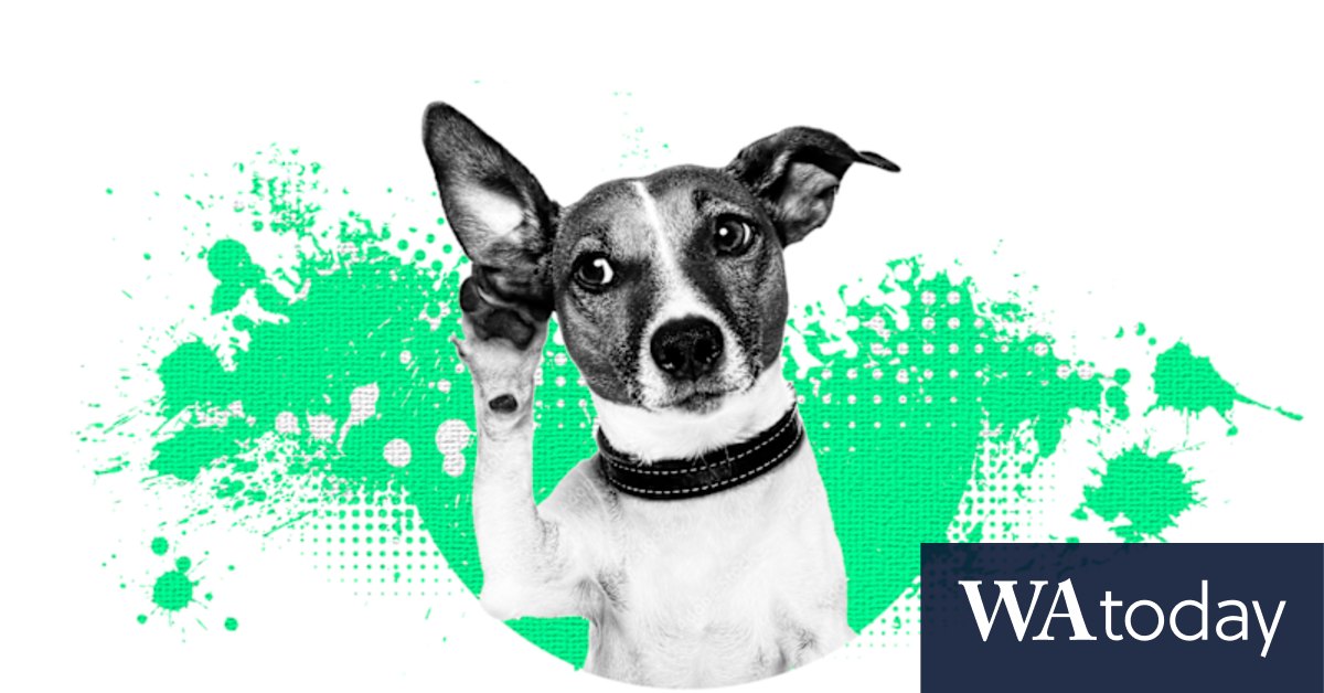 How do I fix my dog's separation anxiety? Here's how to treat and prevent it - Vimarsana News