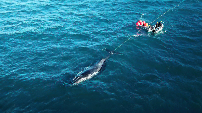 WA rock lobster fishing industry investigating humpback entanglements in  fishing nets