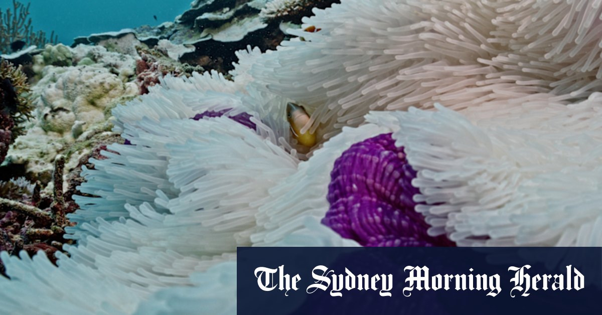 Climate crisis: Unprecedented spread of coral bleaching along Great Barrier Reef - Vimarsana News