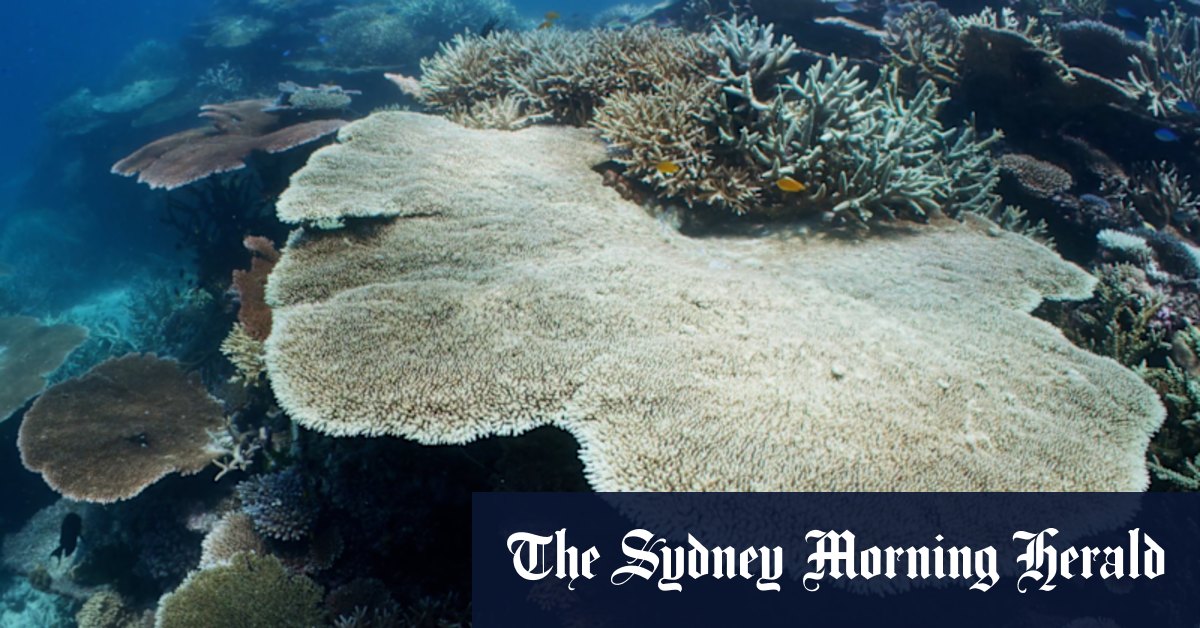 Severe coral bleaching along 500 kilometres of Great Barrier Reef - Vimarsana News