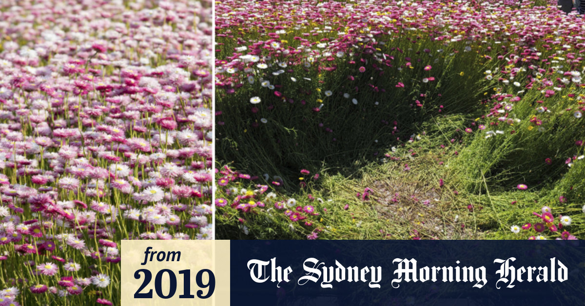 Selfish Selfie Visitors Trample Botanic Garden S Perfect Daisies