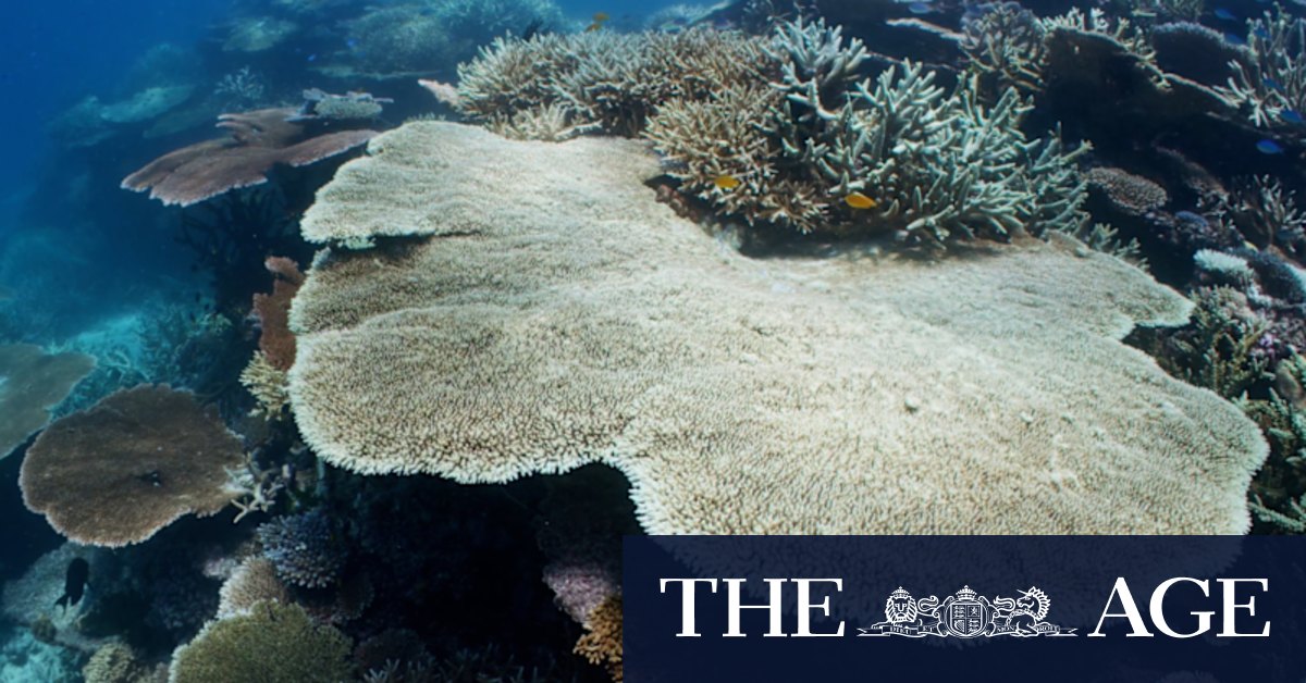 Severe coral bleaching along 500 kilometres of Great Barrier Reef - Vimarsana News