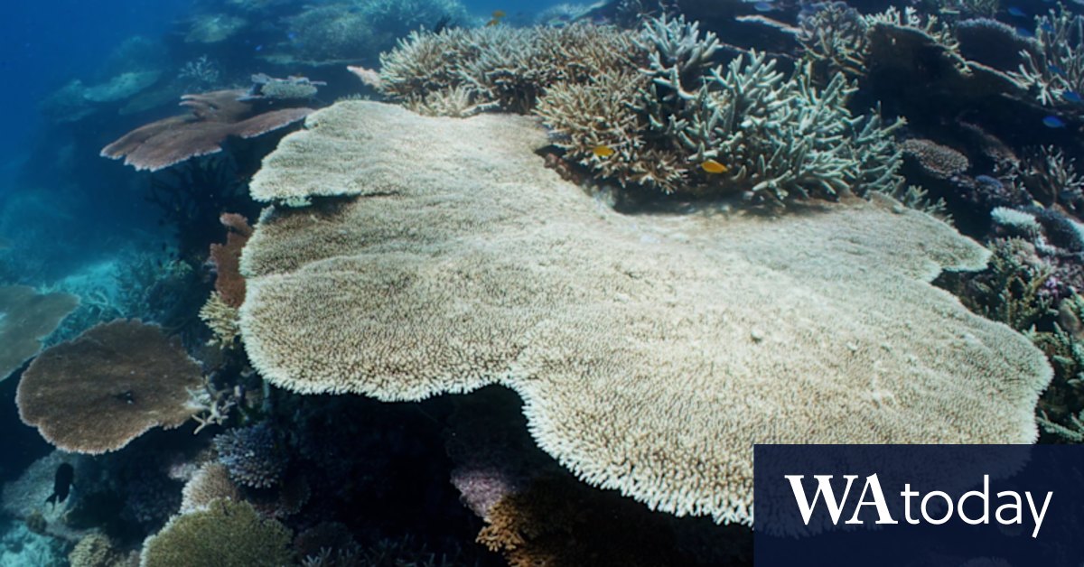 Severe coral bleaching along 500 kilometres of Great Barrier Reef - Vimarsana News