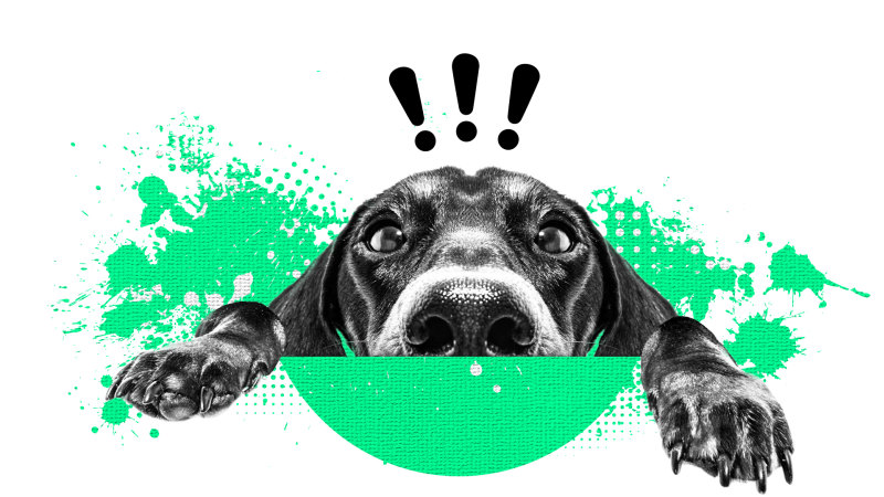 Dog anxiety medication over the sale counter australia