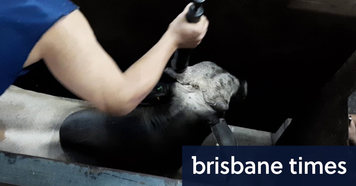 Rekaman rumah pemotongan hewan di Indonesia memicu penyelidikan ekspor baru Australia