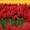 Tulips are a popular alternative to red roses at Valentine’s Day.