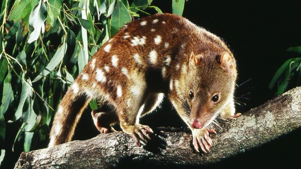 Evidence of an endangered spotted-tail quoll has been found in rocky bushland in Logan.