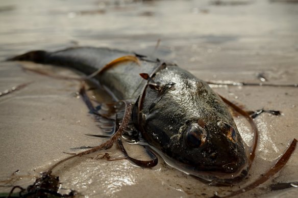A dead flathead washed up on Seacliff Beach in South Australia.