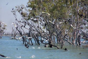 Birds roosting at Lake Gregory after a wet season.