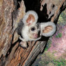 Logging agency VicForests failed to protect endangered possums, court finds