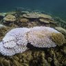 As WA coral bleaches, the warning signs can no longer be ignored