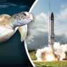 What to do if turtles might mistake your rocket for the rising sun