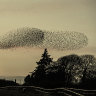 Clever birds and killer bots: What to know about swarm intelligence