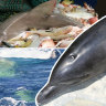 Trawlers killing Pilbara’s bottlenose dolphins at ‘unsustainable rates’