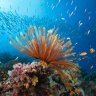 Australia gains reprieve on threat to Great Barrier Reef World Heritage status